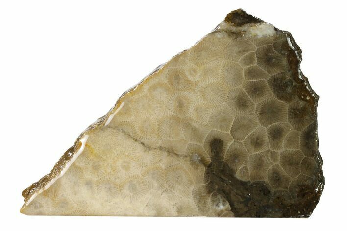 Free-Standing, Petoskey Stone (Fossil Coral) Section - Michigan #160266